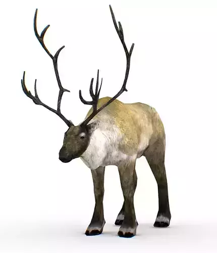 LowPoly Realistic Reindeer