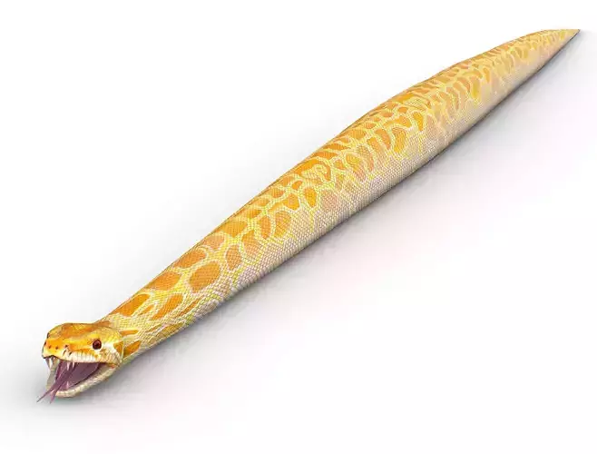 LowPoly Realistic Yellow Python Snake Low-poly 3D model