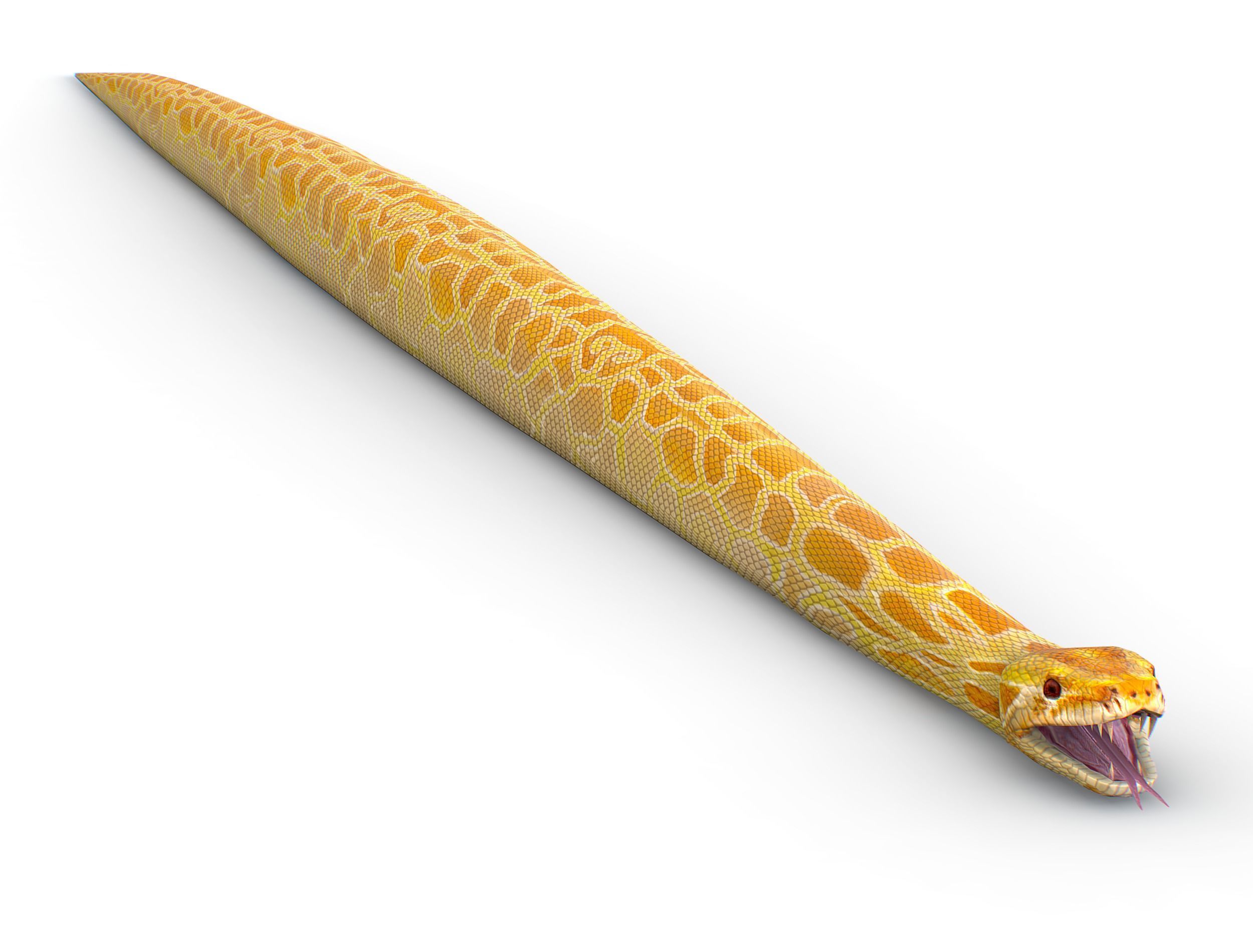 LowPoly Realistic Yellow Python Snake Low-poly 3D model_4