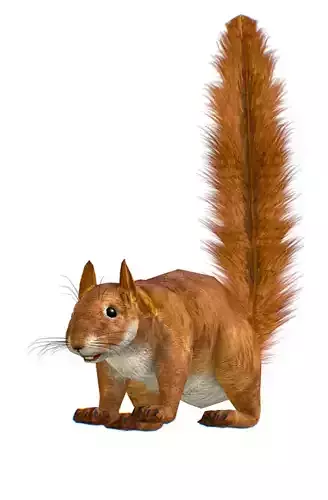 LowPoly Forest Wild Red Squirrel