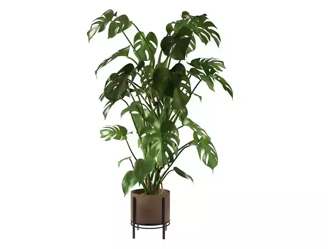 Monstera Plant Realistic
