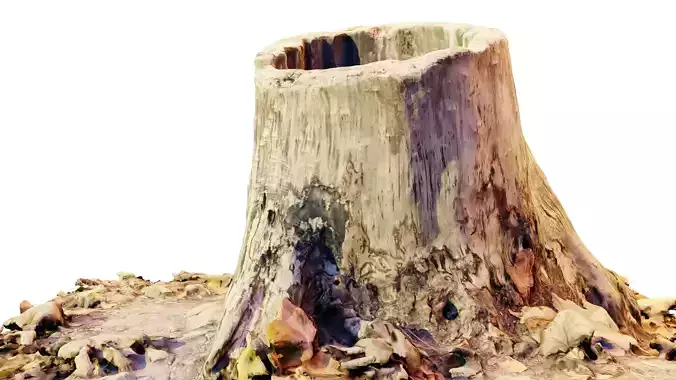 Dead Tree Trunk 3D model