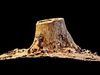 Dead Tree Trunk 3D model_1