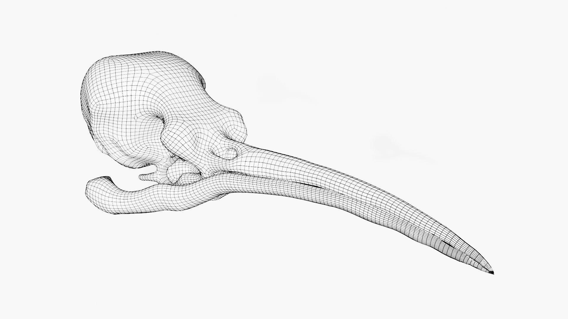 Hummingbird skull 3D model_7