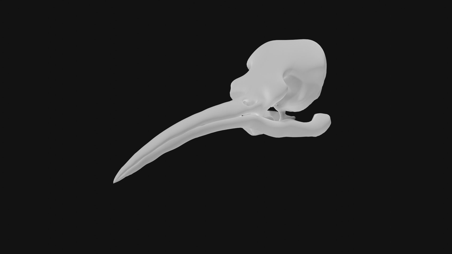 Hummingbird skull 3D model_3