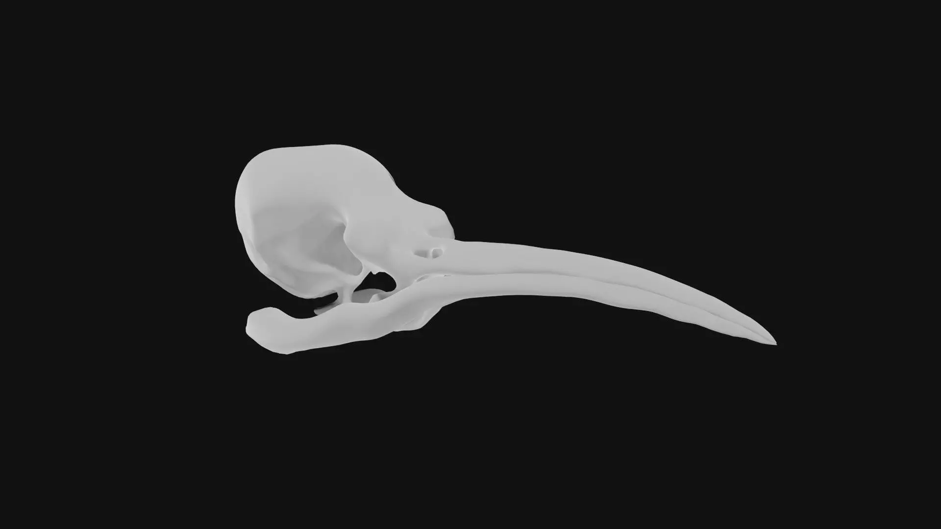 Hummingbird skull 3D model_0
