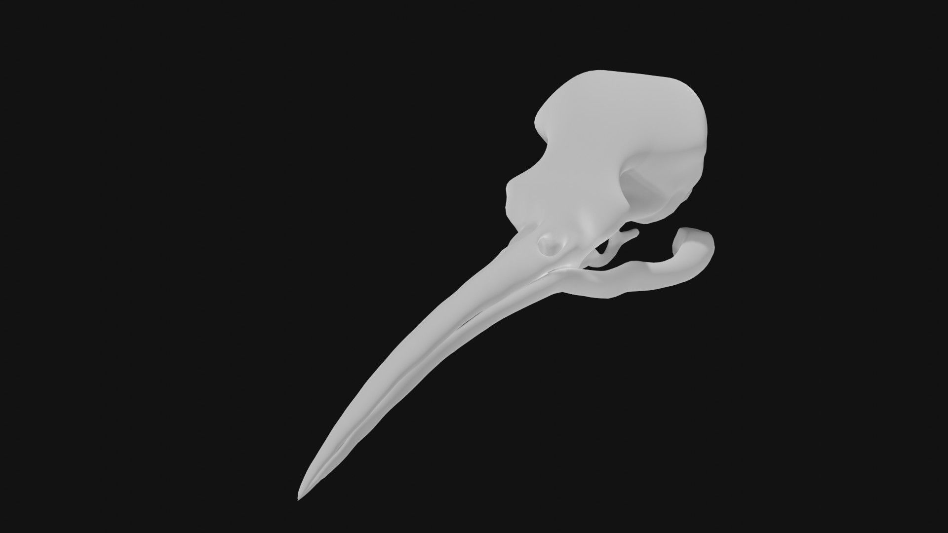 Hummingbird skull 3D model_5