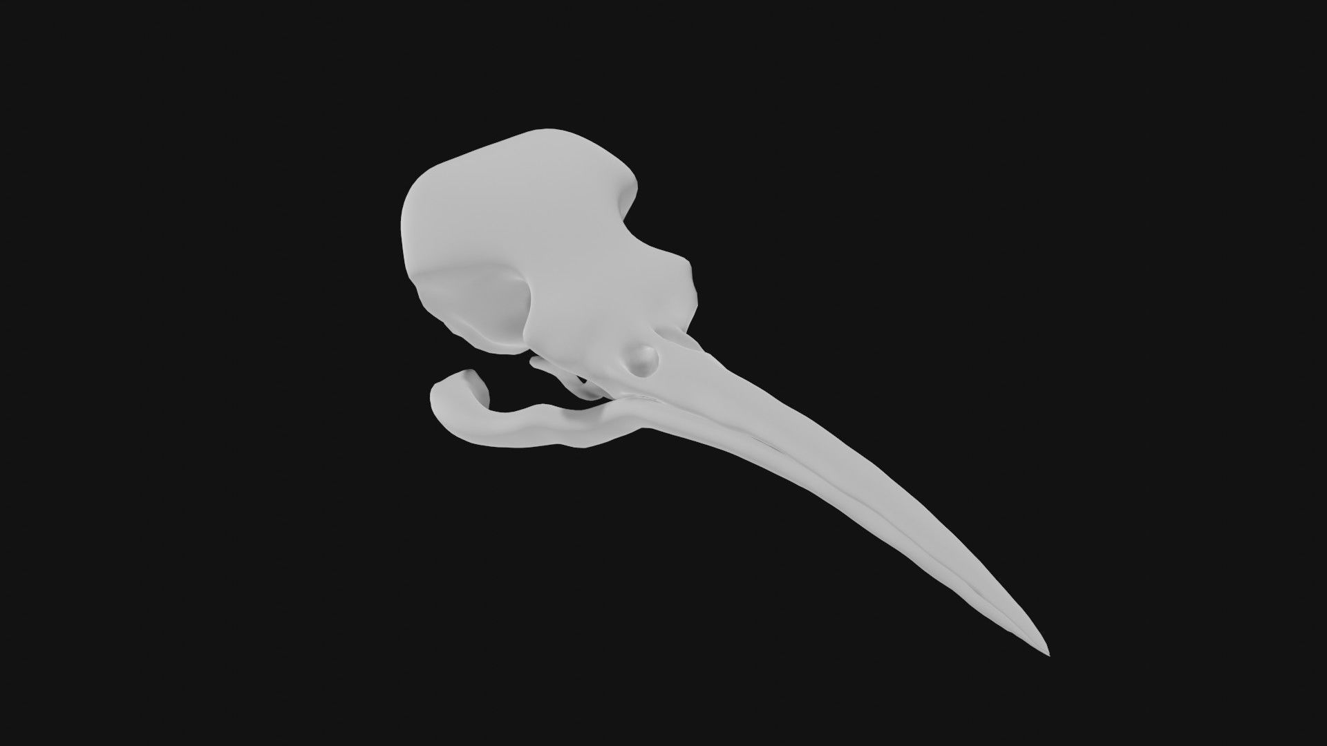 Hummingbird skull 3D model_1