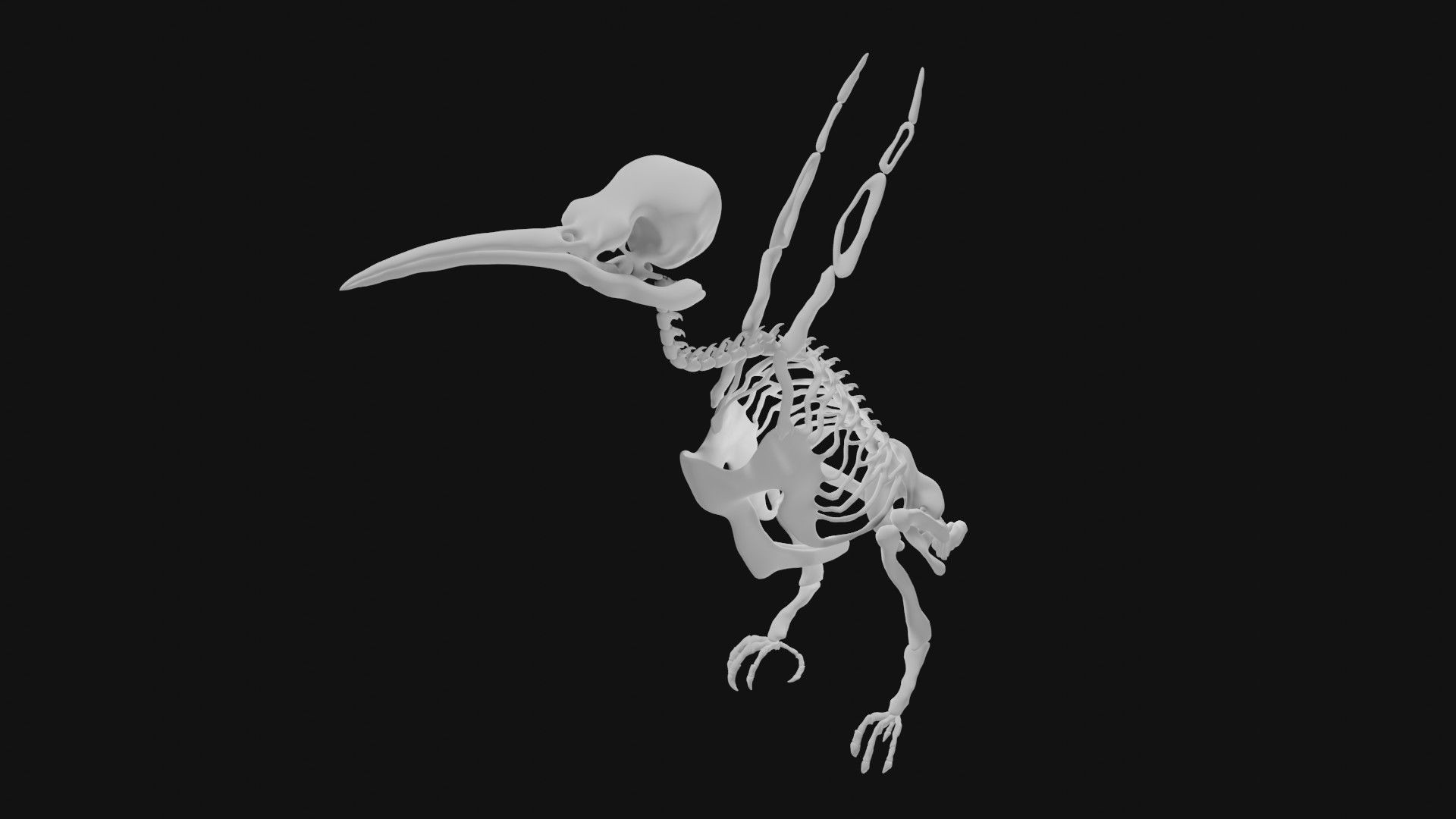 Hummingbird skeleton 3D model_2