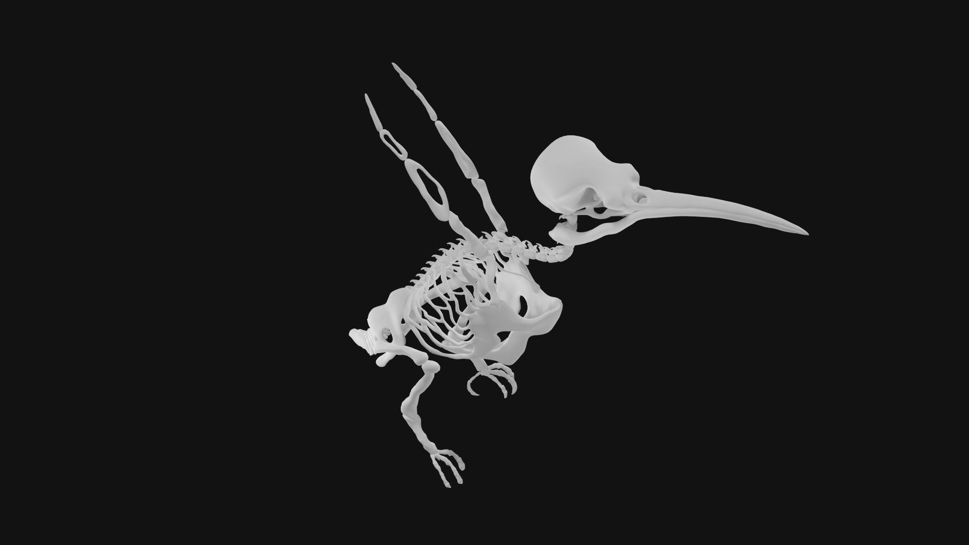 Hummingbird skeleton 3D model_1