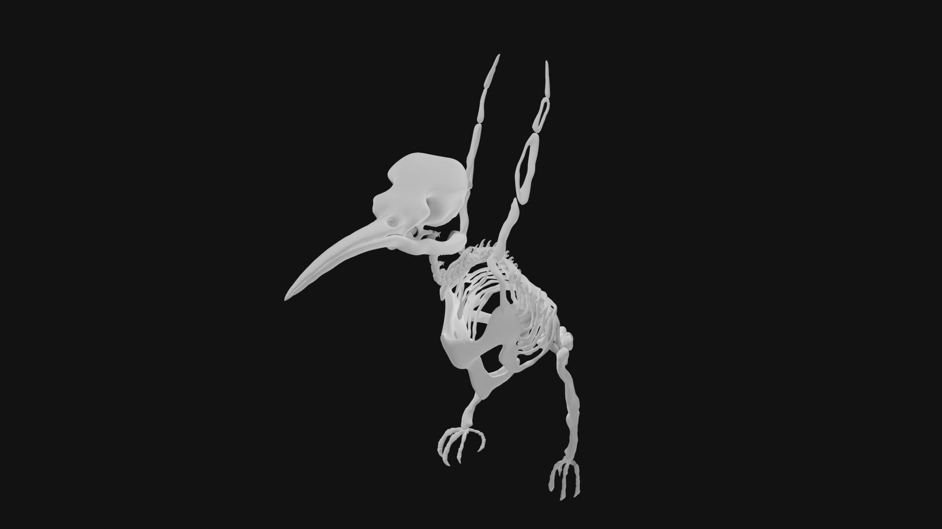 Hummingbird skeleton 3D model_5