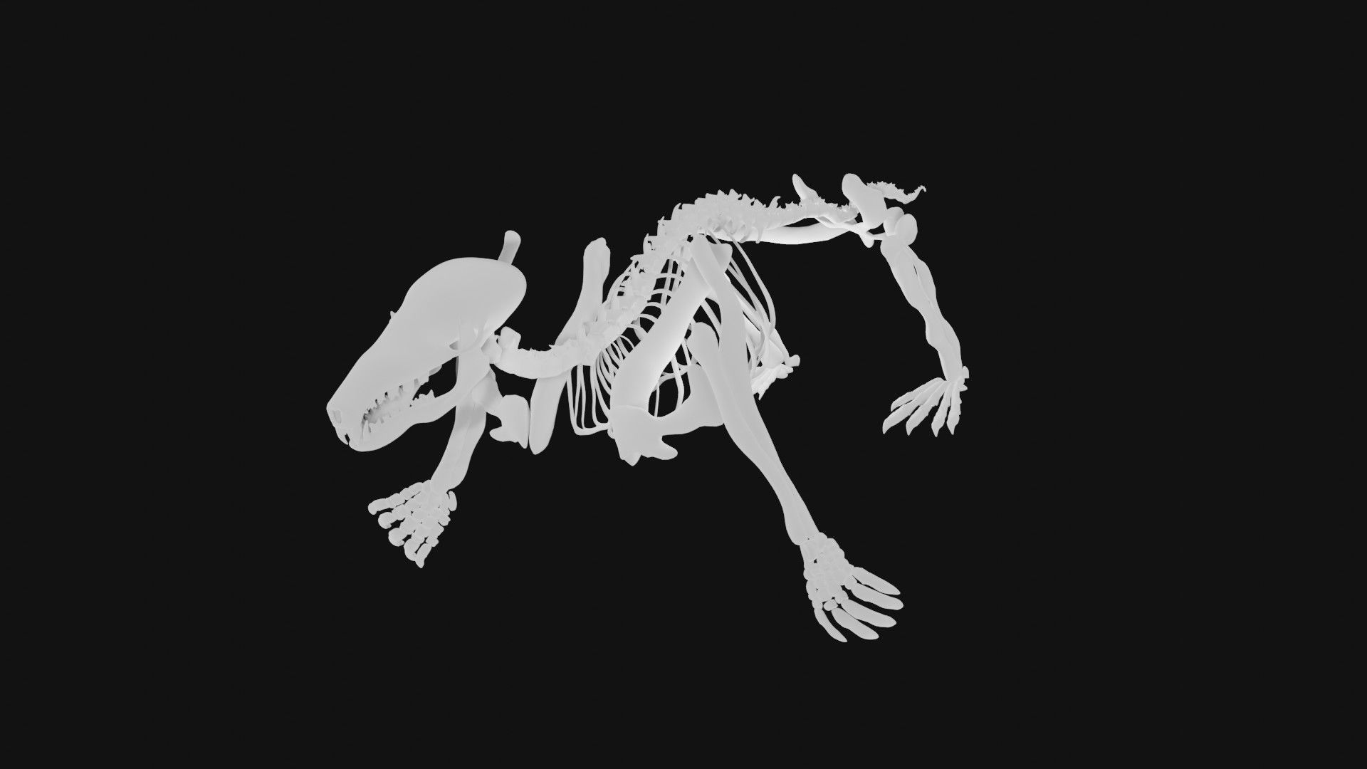 Mole skeleton 3D model_4
