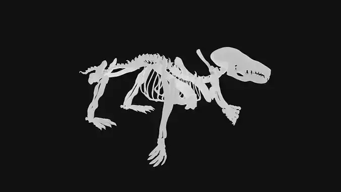 Mole skeleton