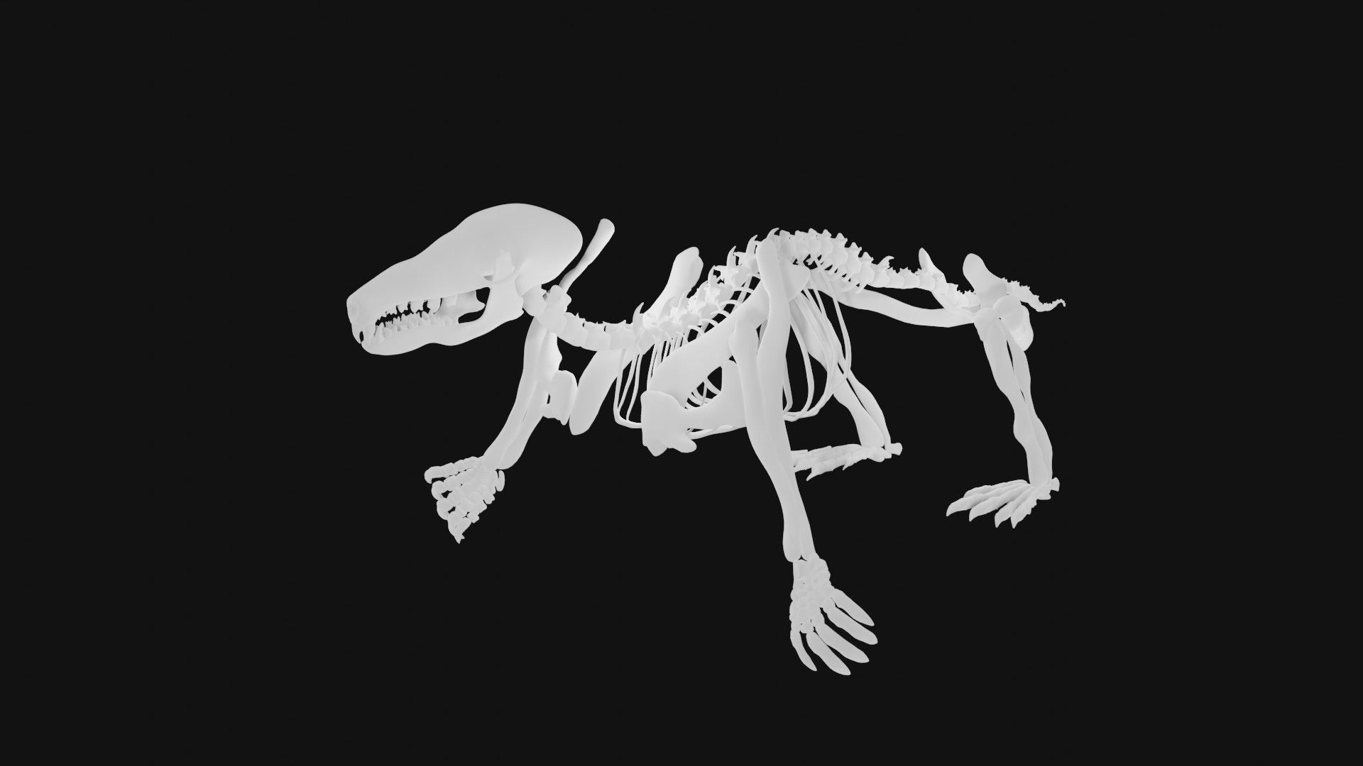 Mole skeleton 3D model_6