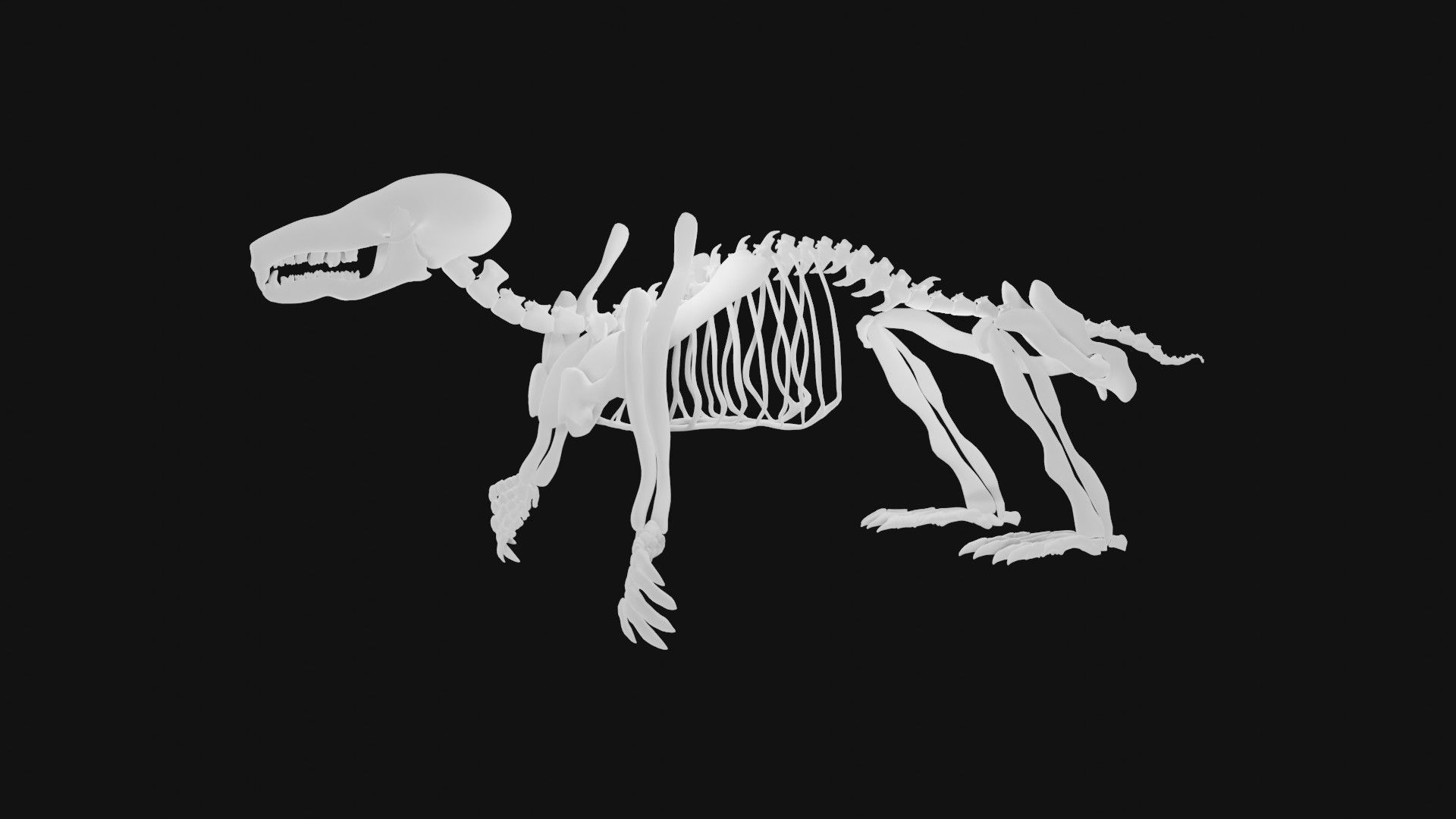 Mole skeleton 3D model_3