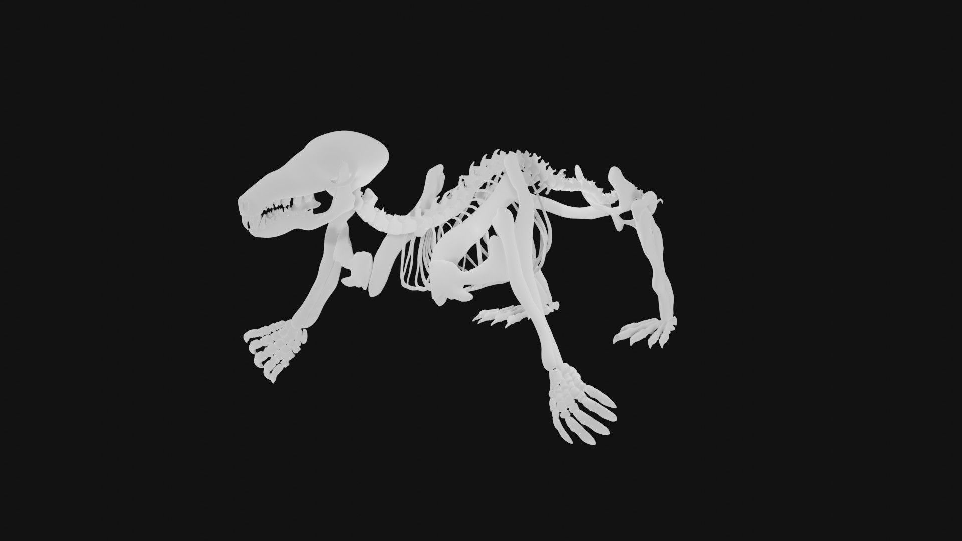 Mole skeleton 3D model_2