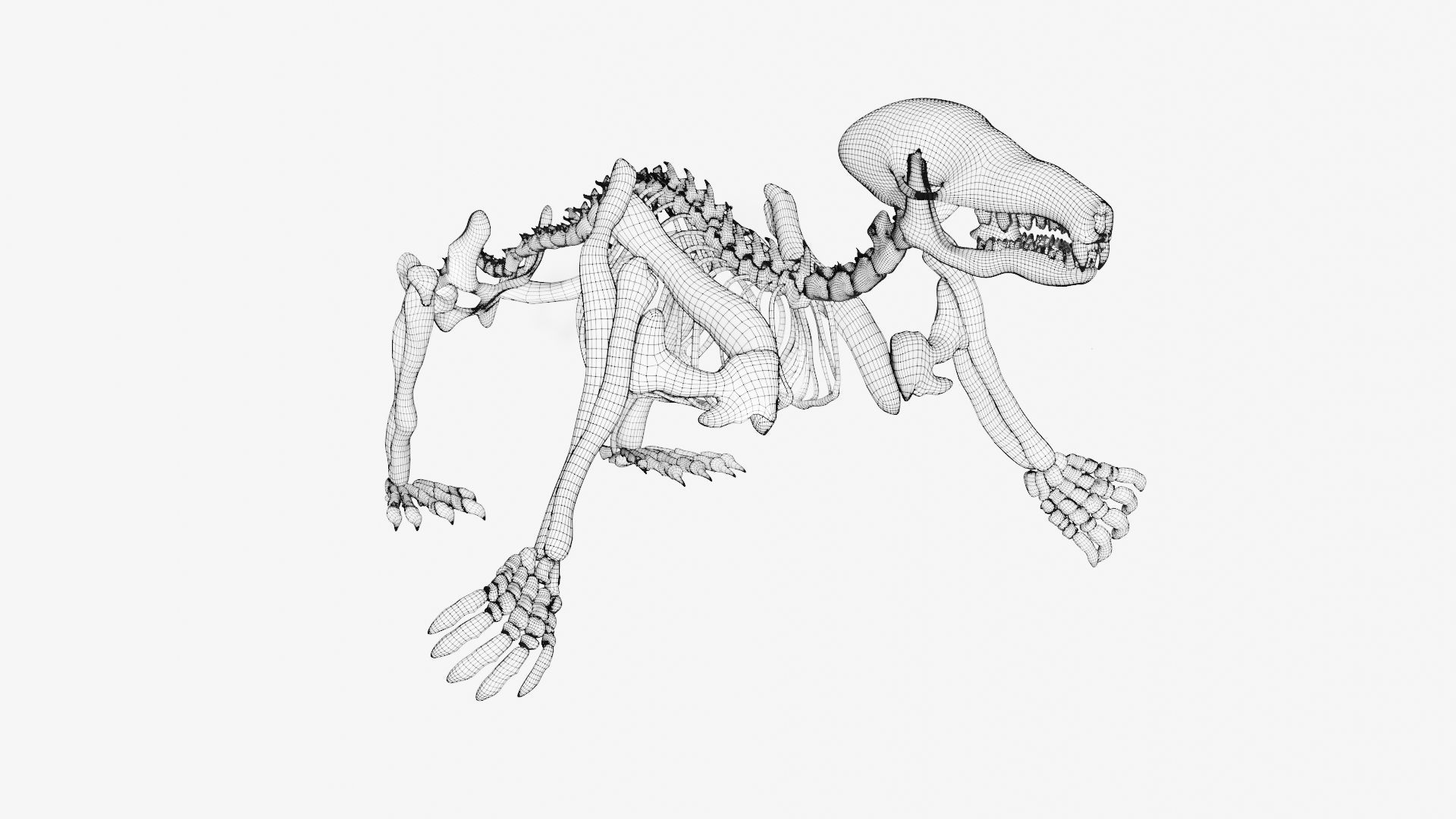 Mole skeleton 3D model_7