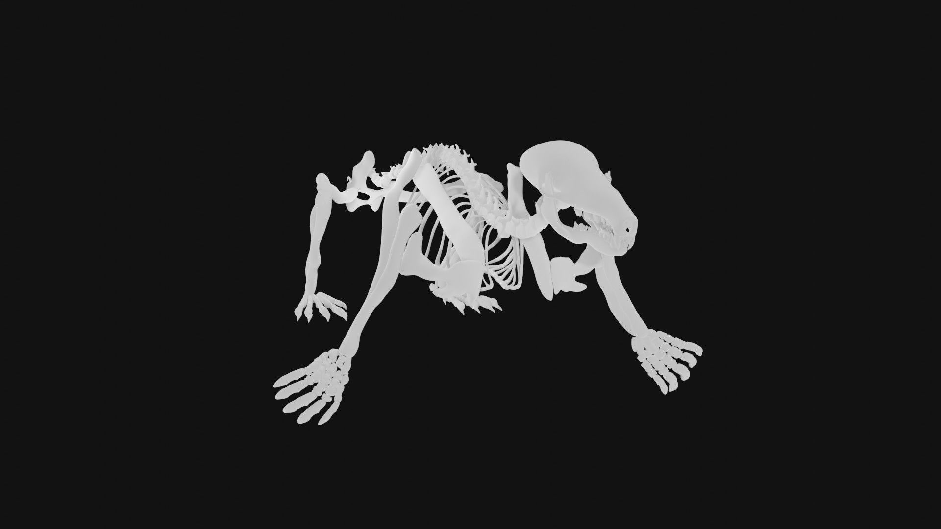 Mole skeleton 3D model_1