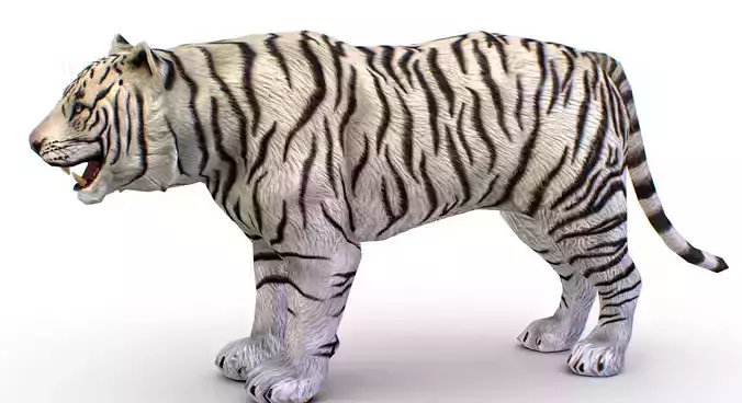 LowPoly Model A Realistic White Tiger Low-poly 3D model