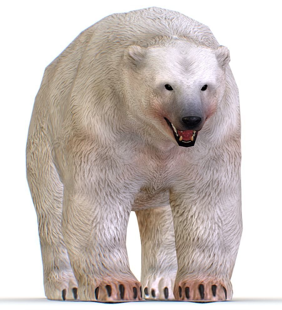LowPoly Model White Polar Bear Low-poly 3D model_1