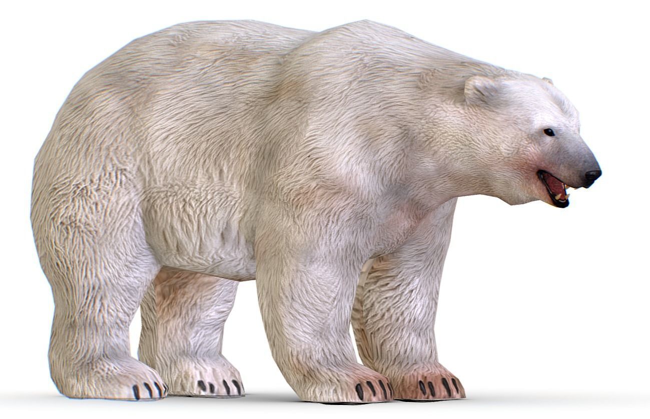 LowPoly Model White Polar Bear Low-poly 3D model_4