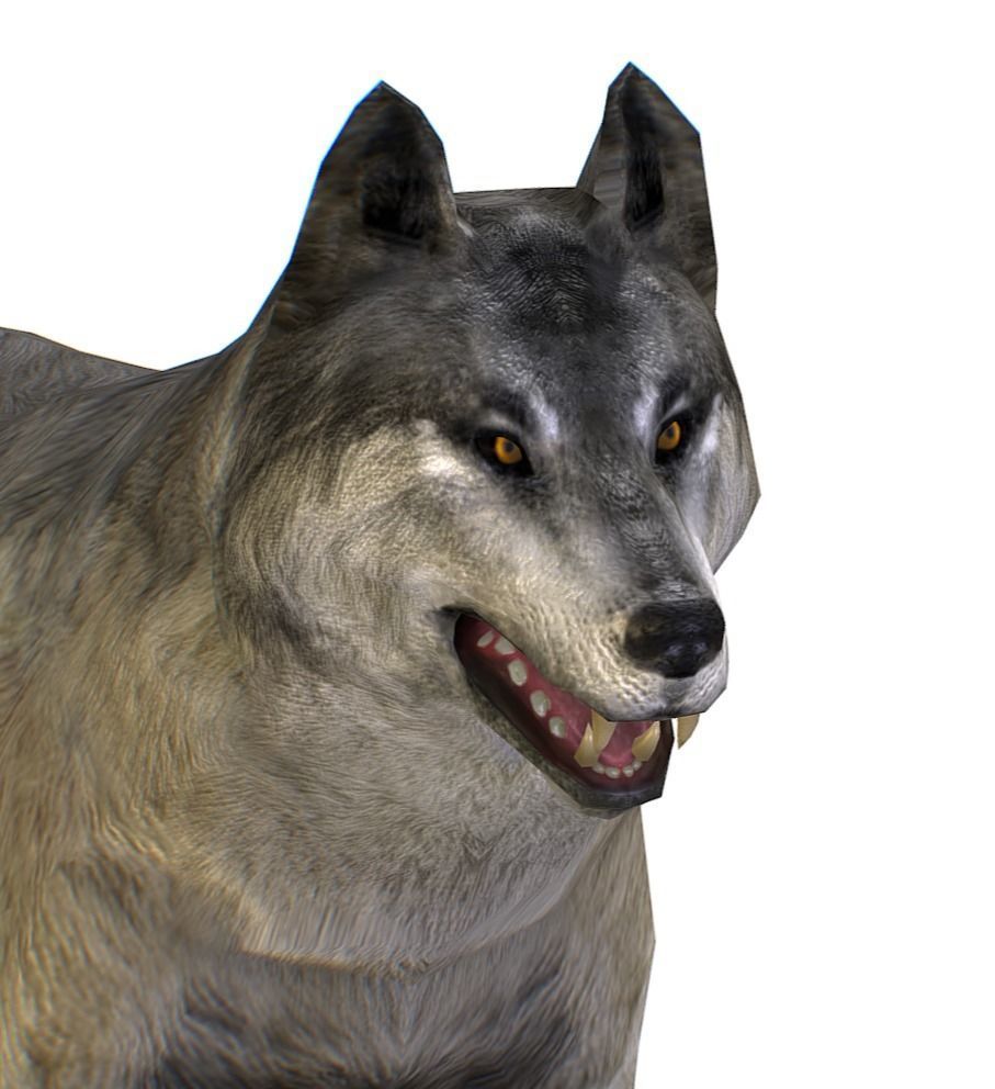 LowPoly Model Grey Wolf Low-poly 3D model_3