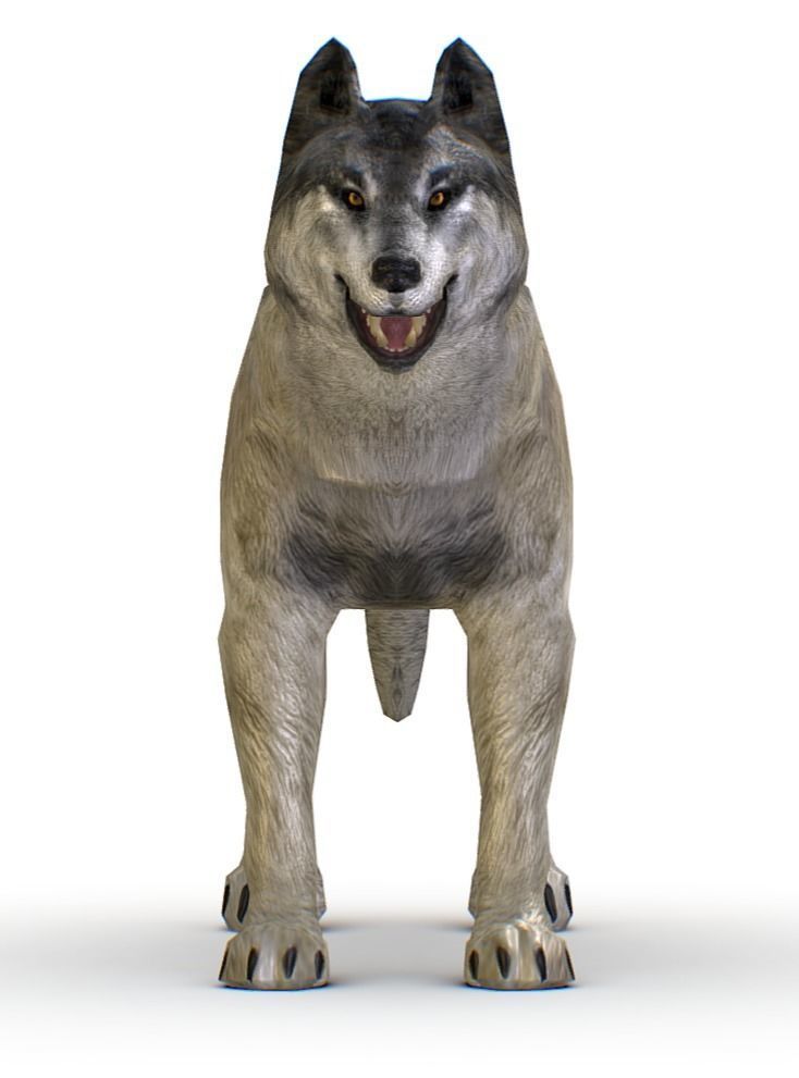 LowPoly Model Grey Wolf Low-poly 3D model_4