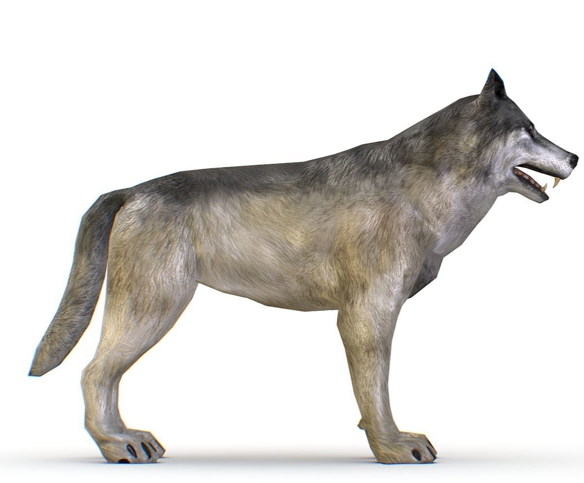LowPoly Model Grey Wolf Low-poly 3D model_2
