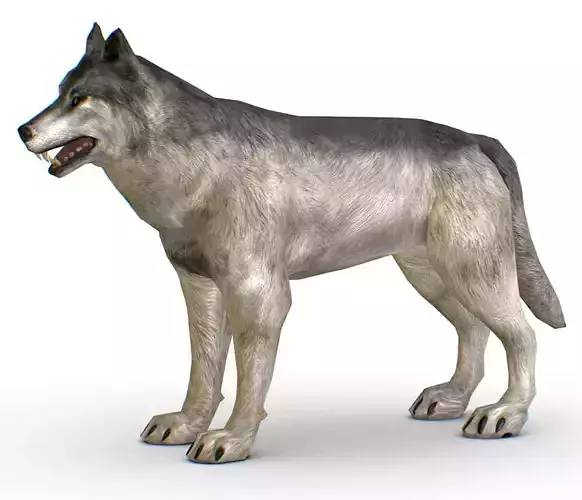 LowPoly Model Grey Wolf