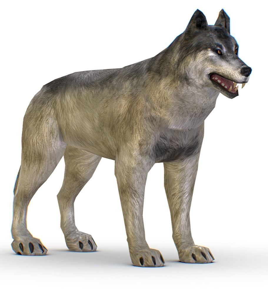 LowPoly Model Grey Wolf Low-poly 3D model_1