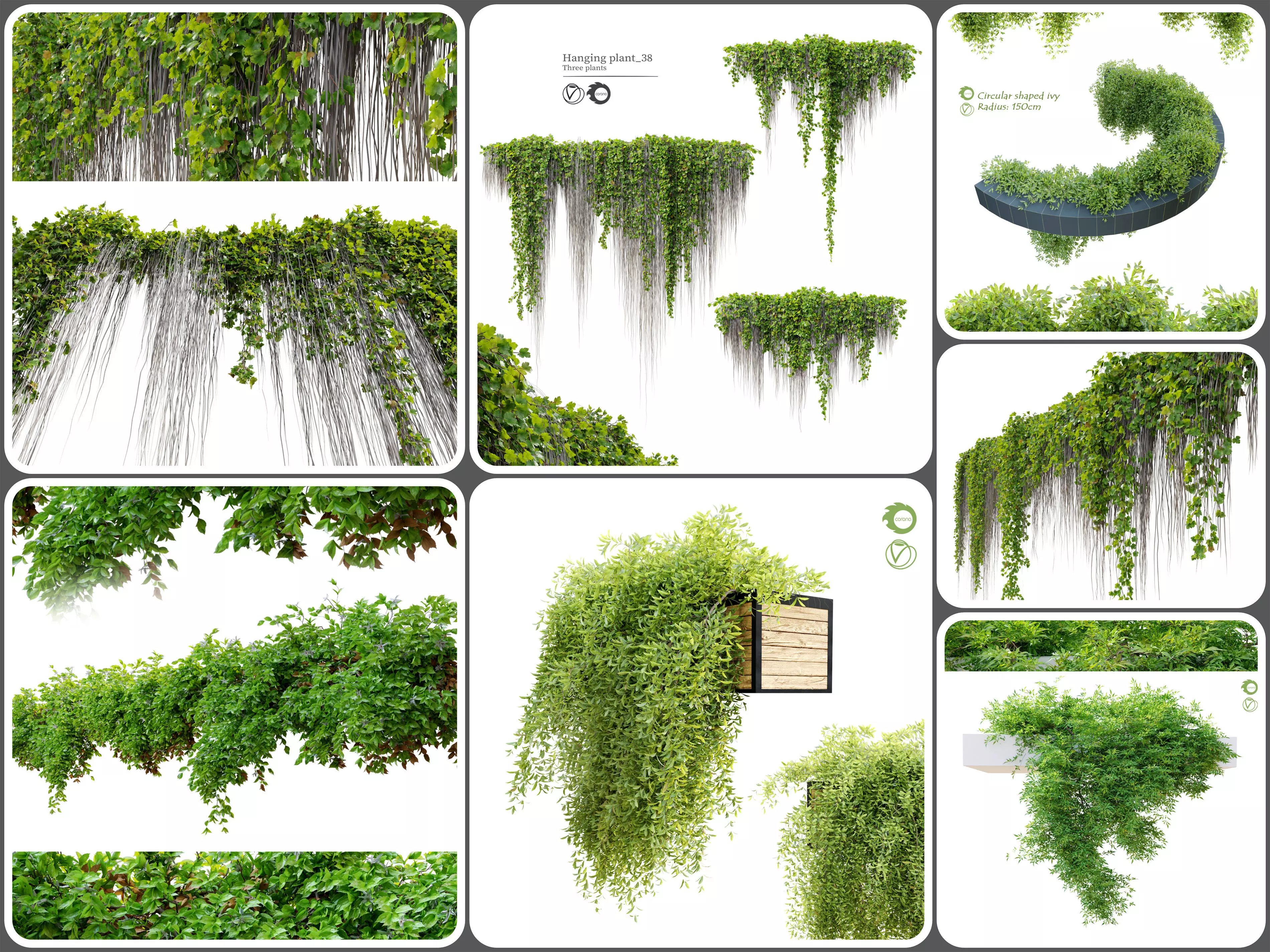 Hanging plant collection 01 _0