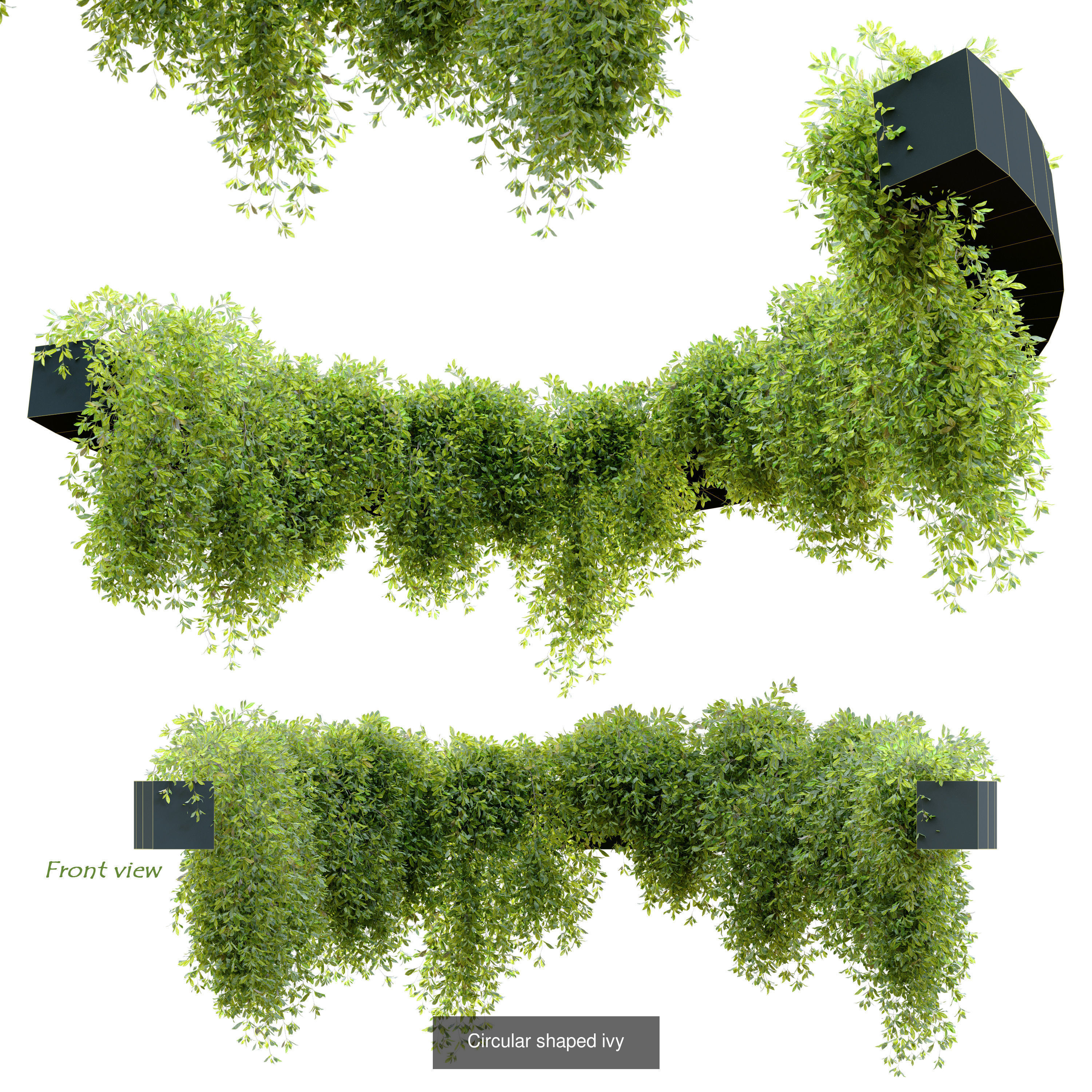 Hanging plant collection 01 _4