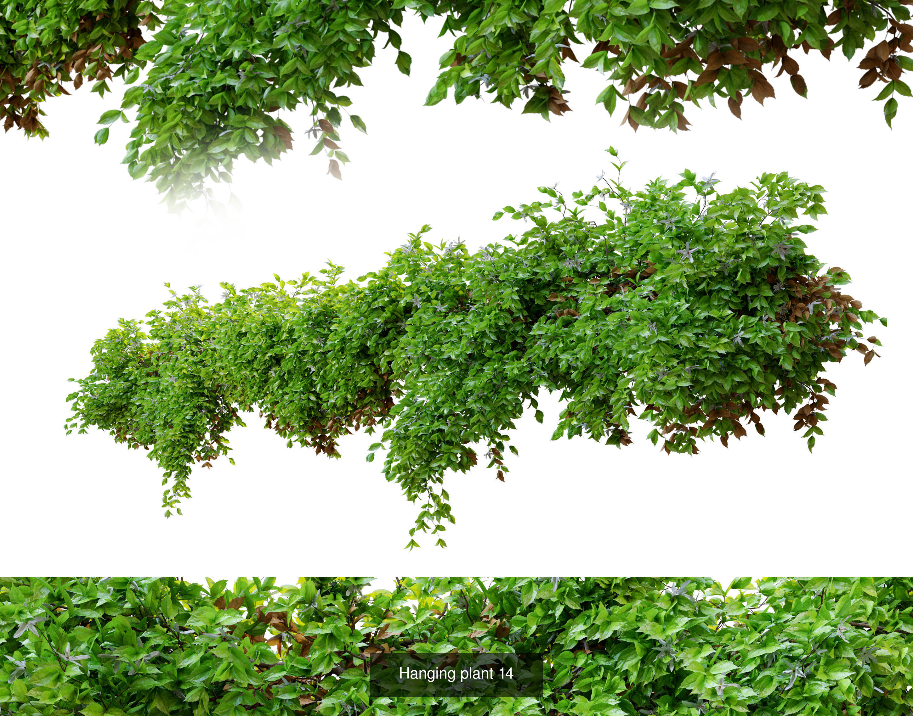 Hanging plant collection 01 _2