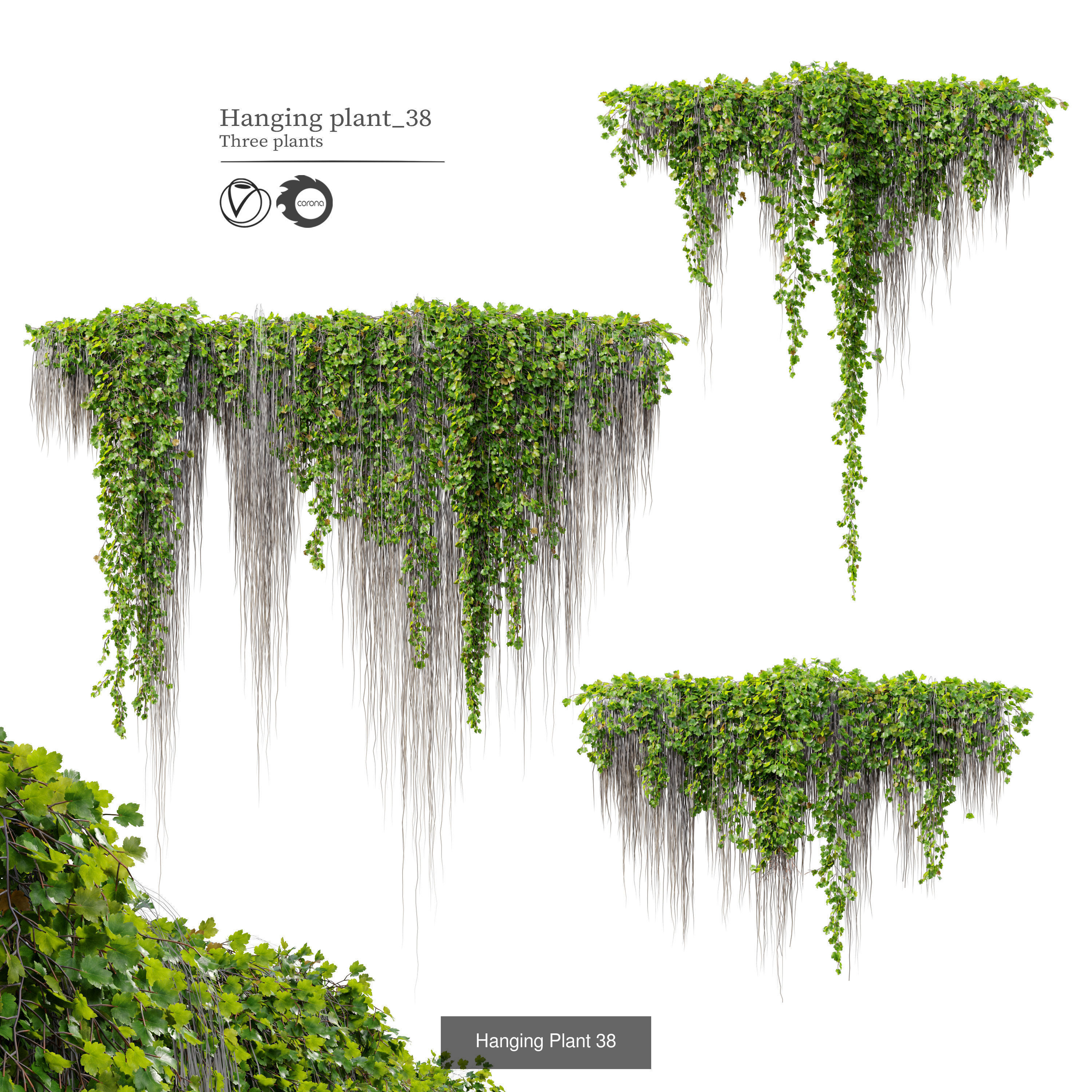 Hanging plant collection 01 _6