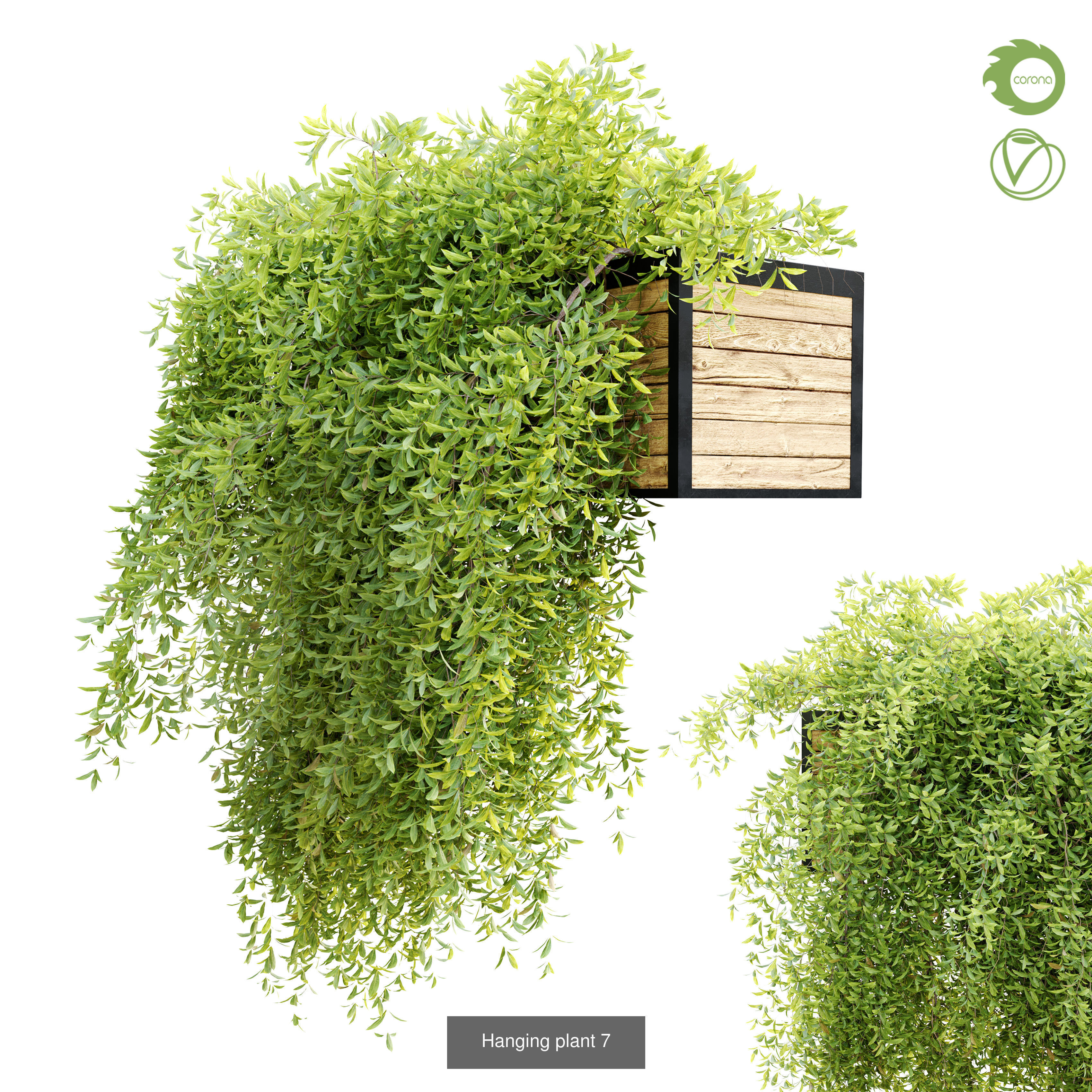 Hanging plant collection 01 _5