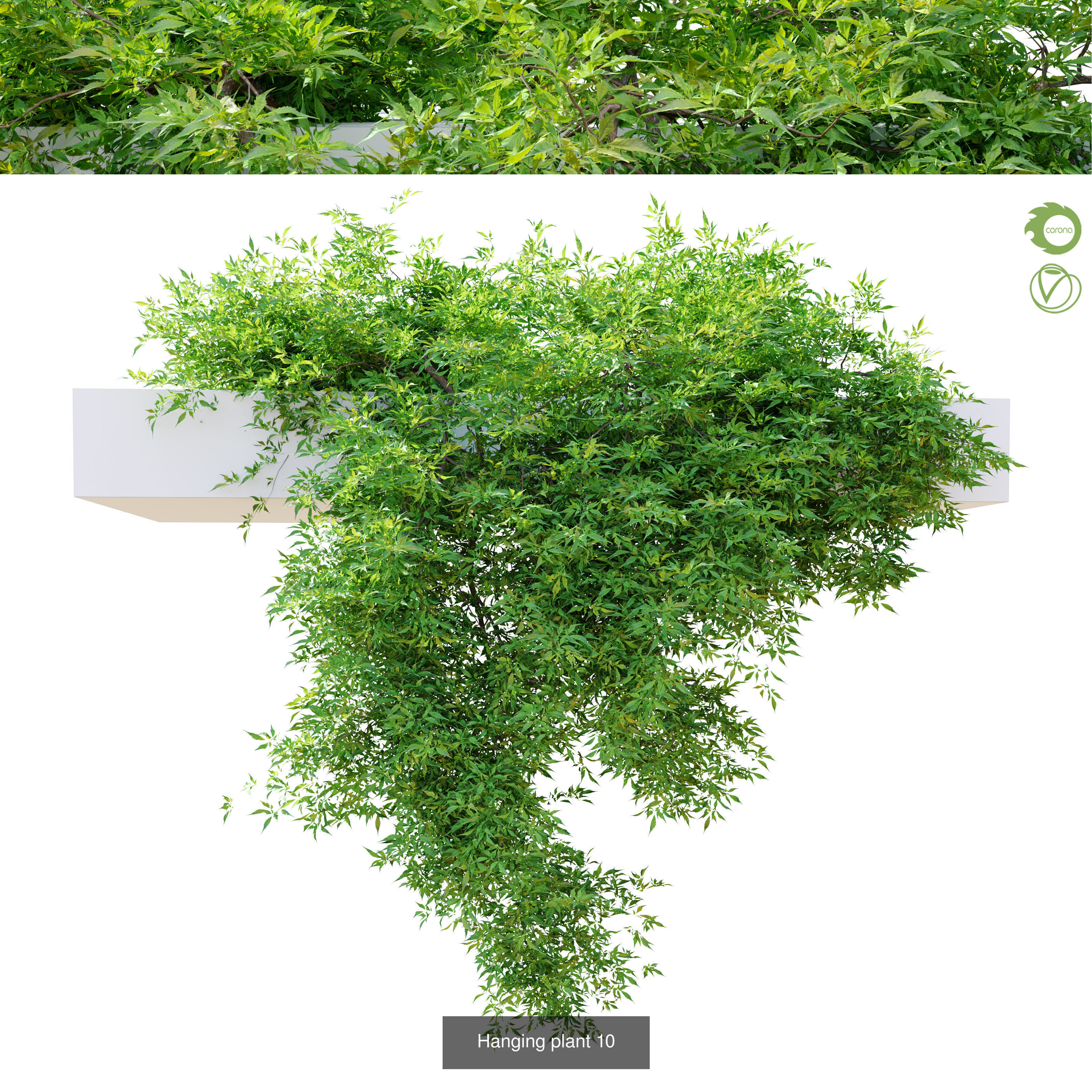 Hanging plant collection 01 _3