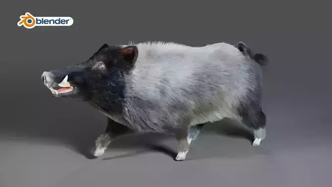 Fur Black Wild Boar  V07 Rigged and Animation in Blender