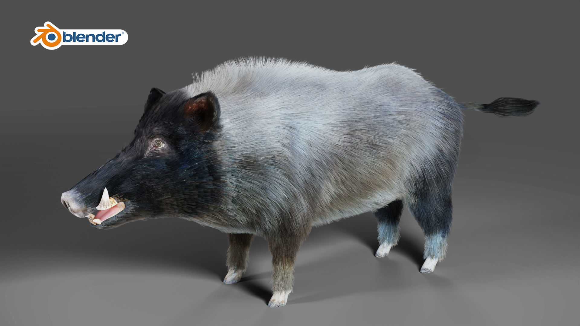 Fur Black Wild Boar Rigged V07 in Blender  Low-poly 3D model_4