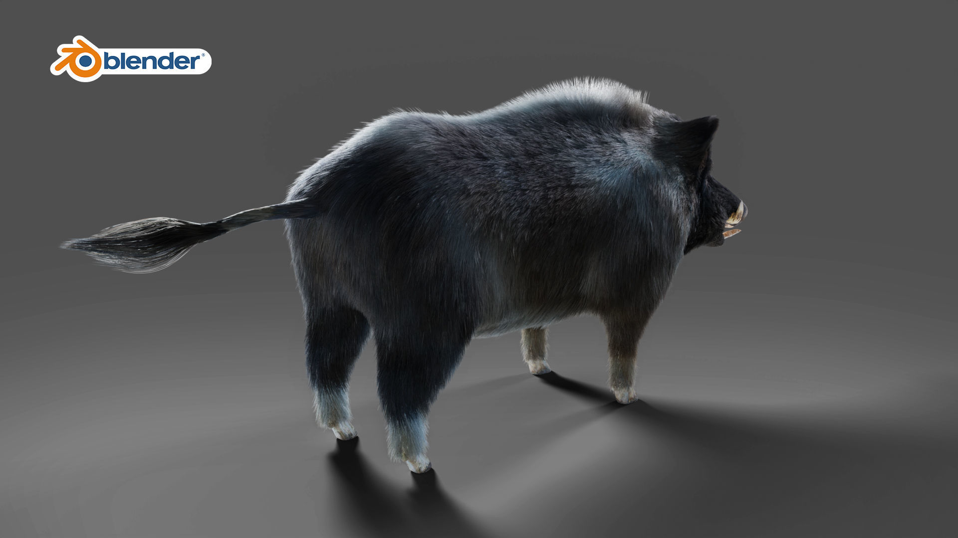 Fur Black Wild Boar Rigged V07 in Blender  Low-poly 3D model_8