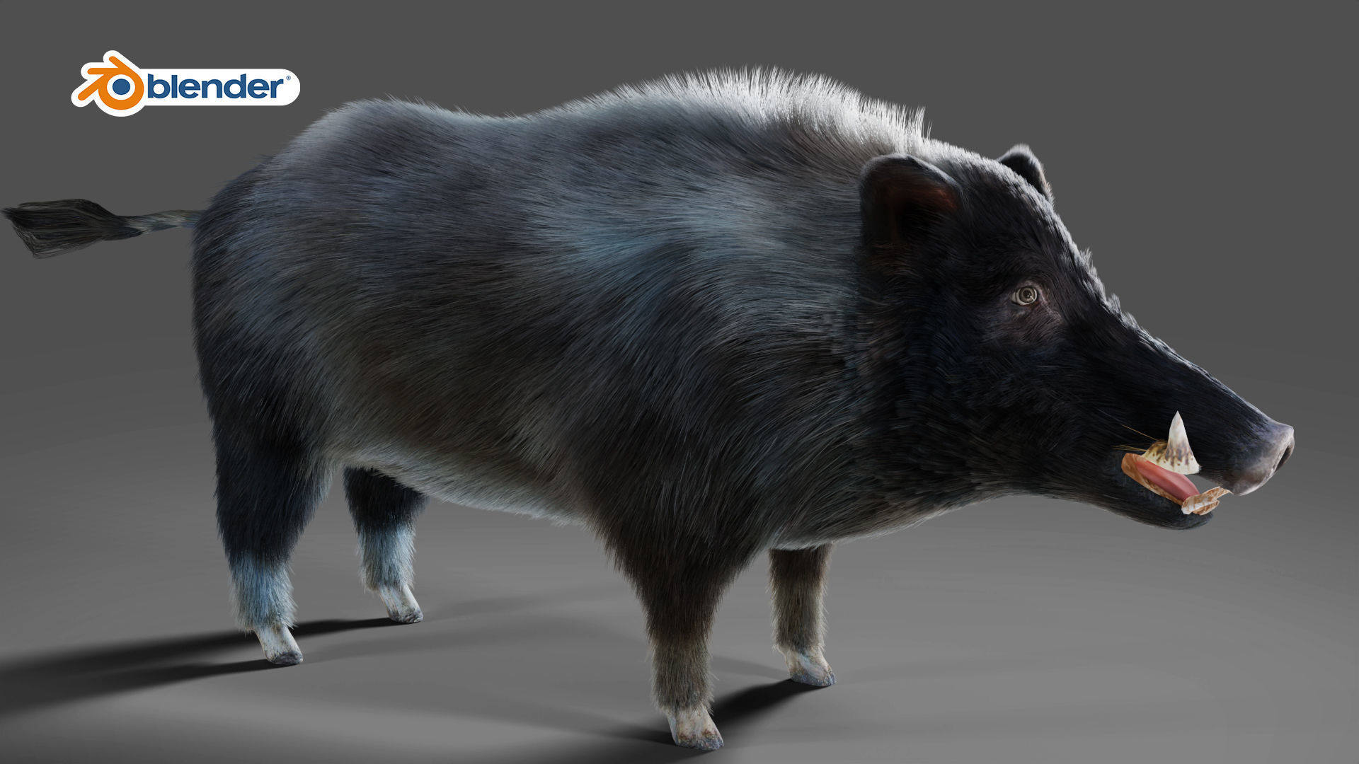Fur Black Wild Boar Rigged V07 in Blender  Low-poly 3D model_6