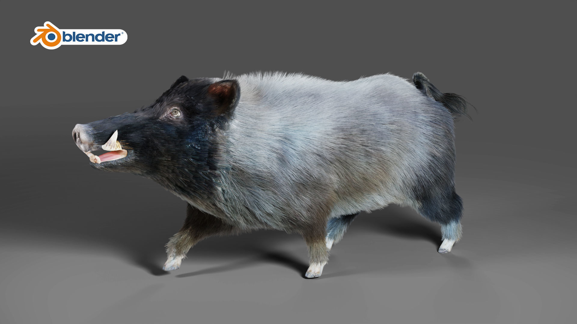 Fur Black Wild Boar Rigged V07 in Blender  Low-poly 3D model_3