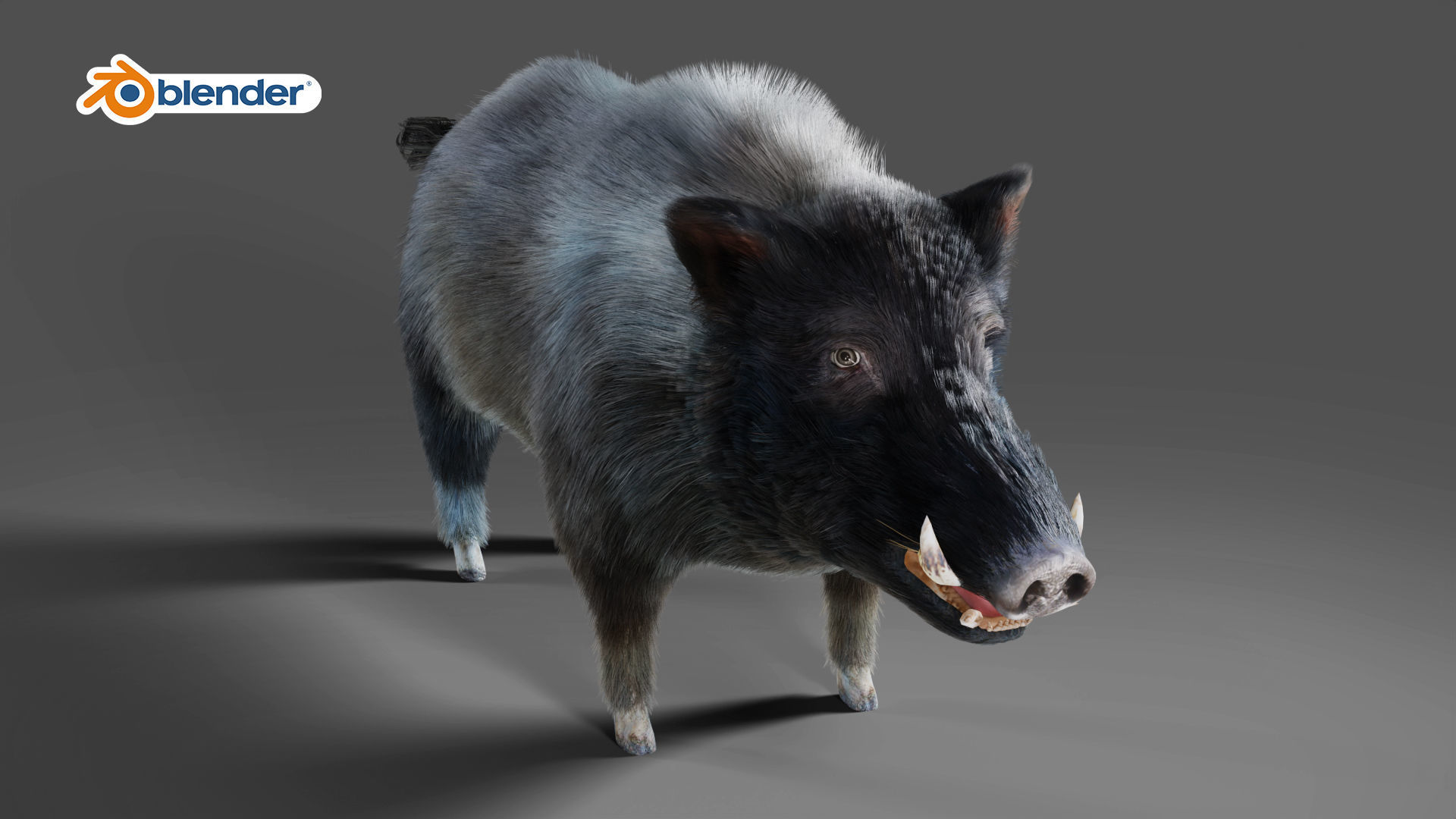 Fur Black Wild Boar Rigged V07 in Blender  Low-poly 3D model_9