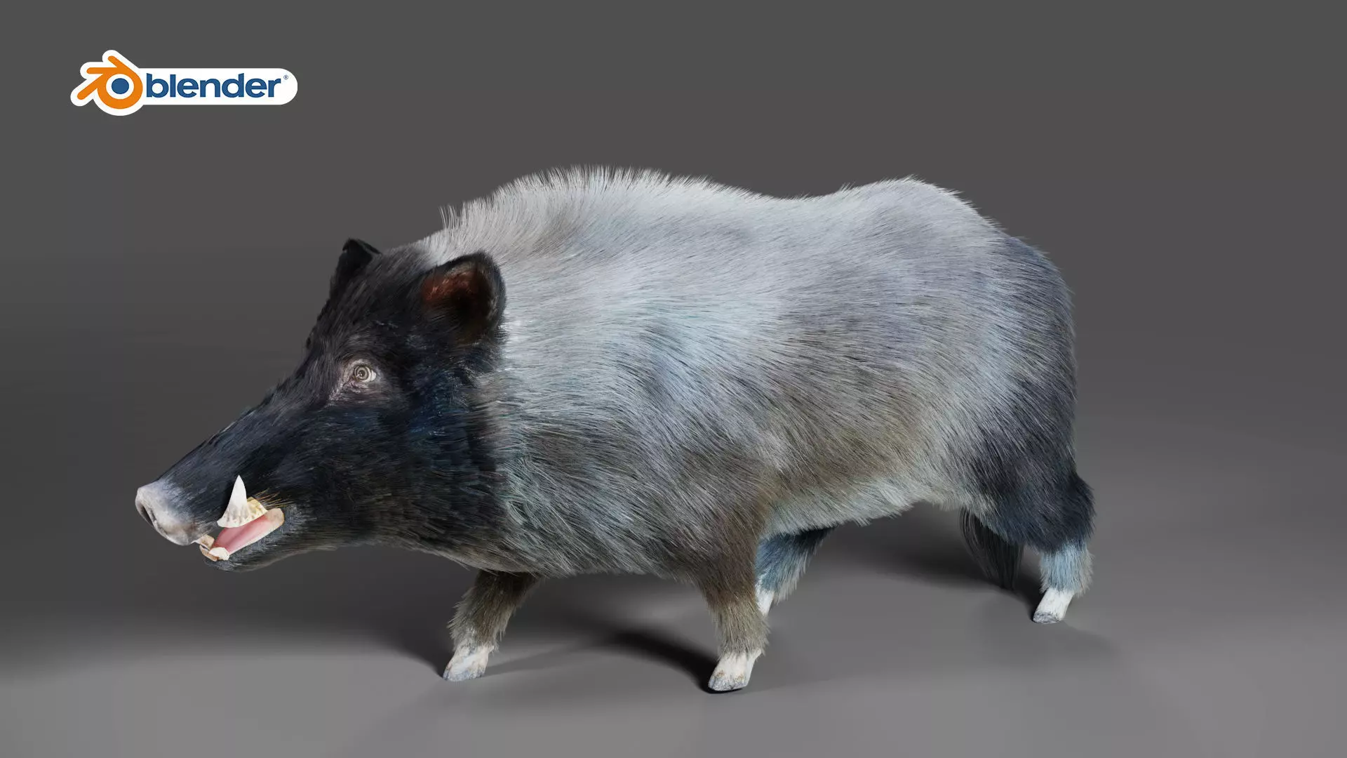 Fur Black Wild Boar Rigged V07 in Blender  Low-poly 3D model_0