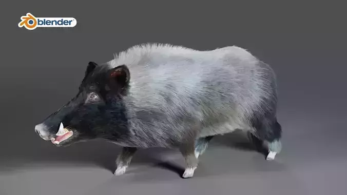 Fur Black Wild Boar Rigged V07 in Blender  Low-poly 3D model