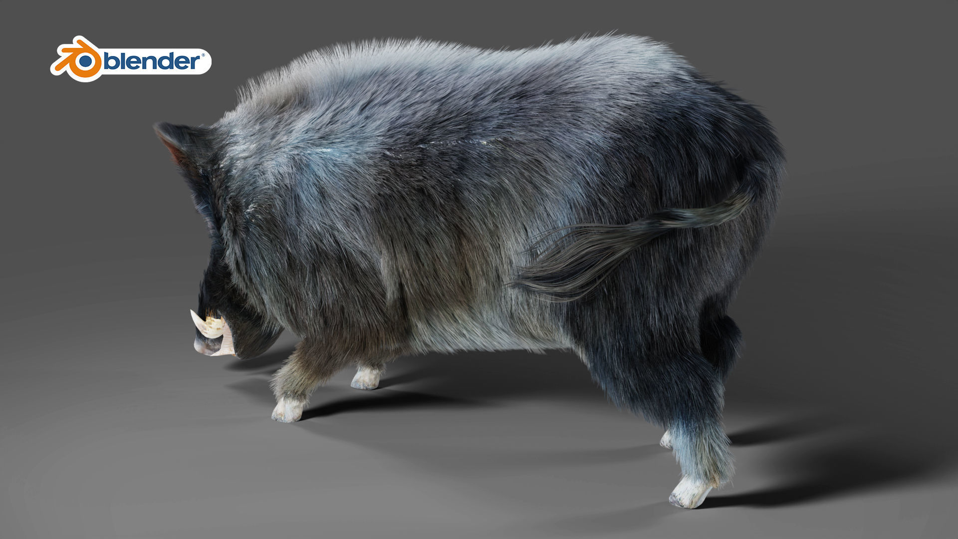 Fur Black Wild Boar Rigged V07 in Blender  Low-poly 3D model_5