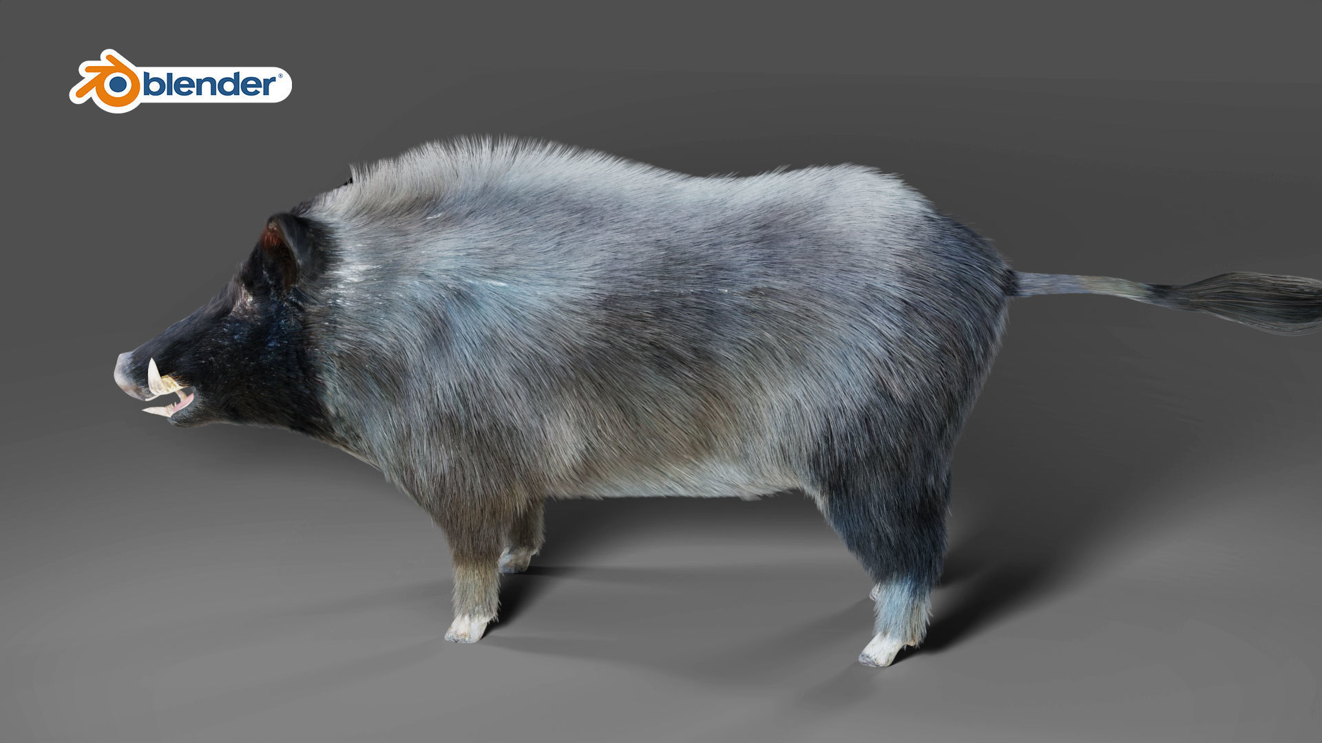 Fur Black Wild Boar Rigged V07 in Blender  Low-poly 3D model_7