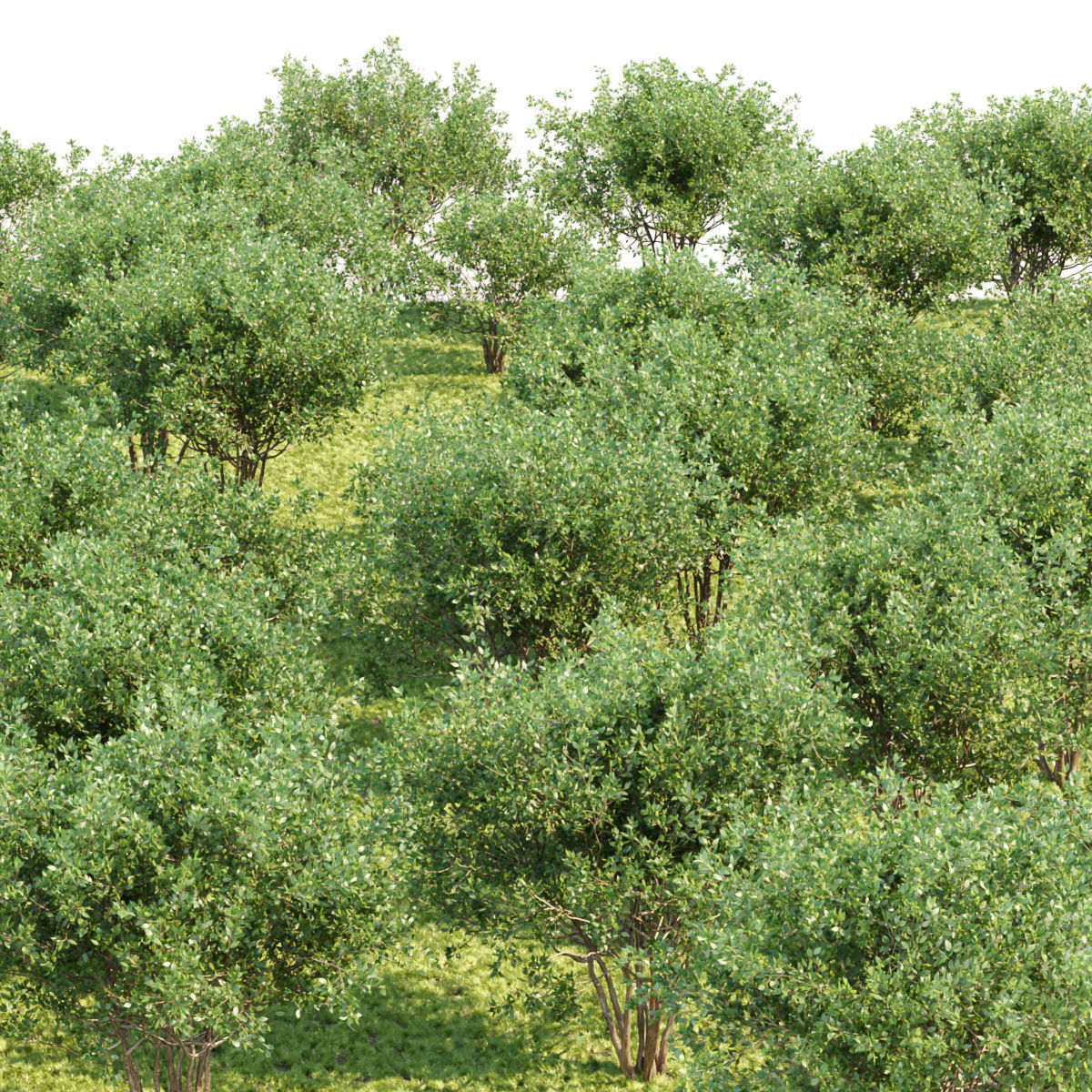 collection of bushes vol 164 3D model_1