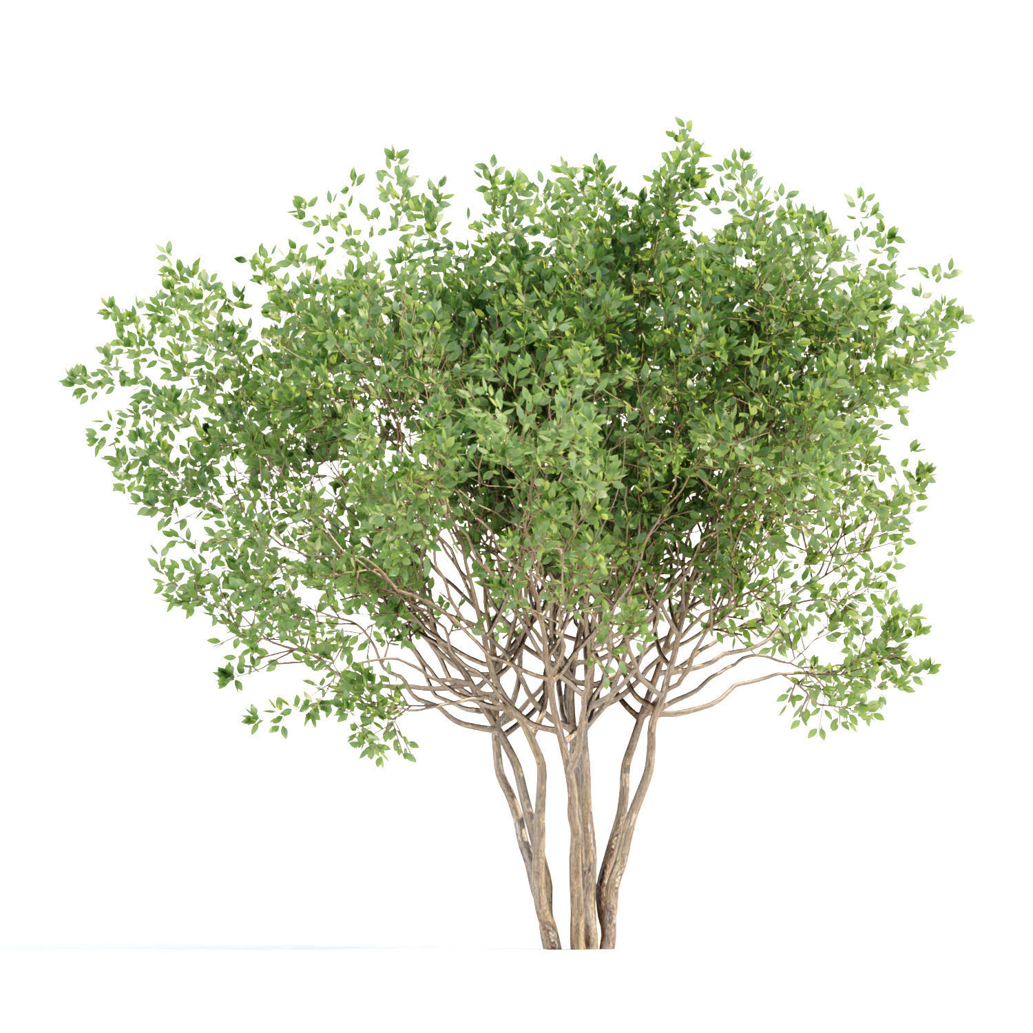 collection of bushes vol 164 3D model_2