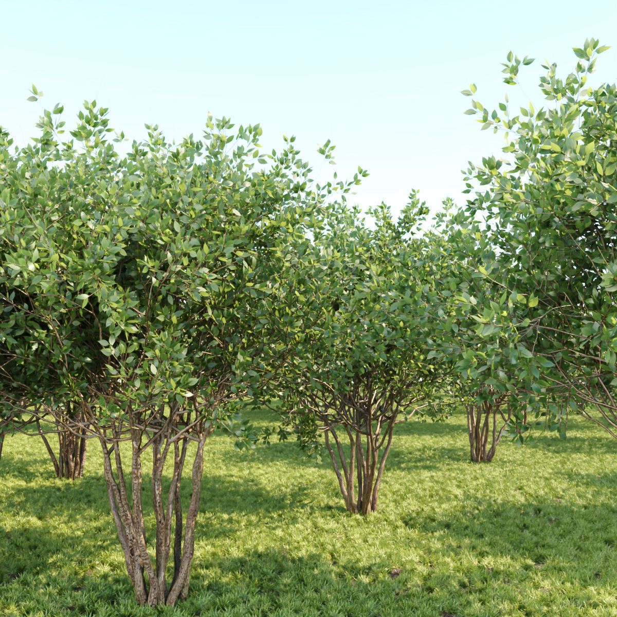 collection of bushes vol 164 3D model_6