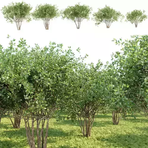 collection of bushes vol 164 3D model